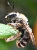 Eucera sp.